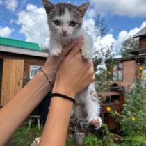Котенок в добрые руки, в Уфе