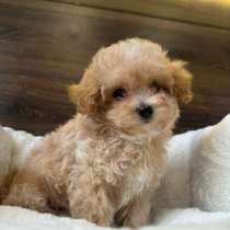 Продам щенка Мальтипу, в г.Нарва