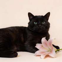 Самый добрый на свете котик Сириус ищет дом и доброе сердце!, в Ростове-на-Дону