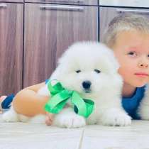 Белоснежные собачки самоедские мишки, в Коломне
