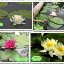 Кувшинки и другие водные растения, в Севастополе