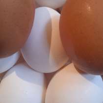 Яйцо (от - 3 кат.), в Краснодаре