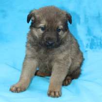 Волчаристый серый Грейка ждет свою семью, в Москве