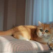 Котенок. Милая британская девочка, в Москве