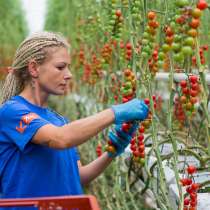 Muncă în cîmp la plantarea și cultivarea legumelor, в г.Кишинёв