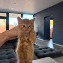 Котёнок в добрые руки, в Краснодаре