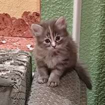 Животные, в г.Ровеньки