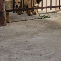 Щеняиа в добрые руки!, в г.Шымкент