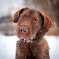 Ваш самый верный друг, молодой пес Брамс в добрые руки, в Москве