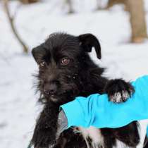 Самый дружелюбный пес на свете (метис ризеншнауцера) Барон, в Москве
