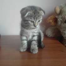 Бесплатно двух котят, вислоухих, в г.Кривой Рог