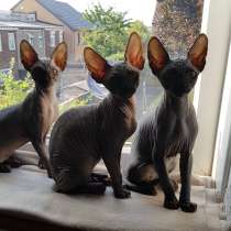 Котята канадского сфинка❤, в г.Лондон