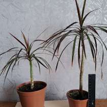 Драцена маргината, в г.Луганск