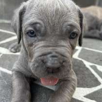 Неаполитанский мастиф, в г.Ереван