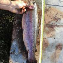 Форель радужная речная свежеохлаждённая, в Москве