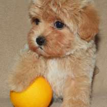 Мальтипу F - 1. Мини, в г.Берлин