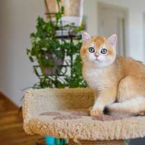 Британский котёнок в драгоценной шубке, в Москве