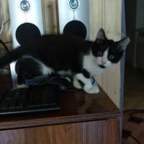 В добрые руки котенок, в Таганроге