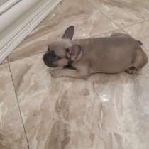 Голубо-палевая девочка Французского бульдога 11 мес, в Ногинске