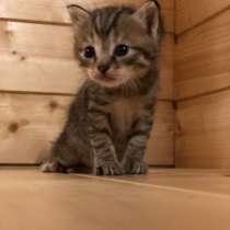 Отдадим в добрые руки прелестную кошечку, в Самаре