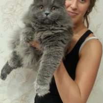 Британские котята, в Сургуте