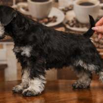 Цвергшнауцер клубные щенки, в г.Берлин