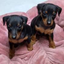 Цвергпинчер (мини-доберман) щенки, в Симферополе