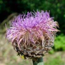 Маралий корень. Семена и саженцы с доставкой по России, в Томске