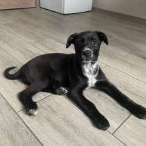 Ищут дом чудесные щенки Арчи, Оскар и Тея, в Москве