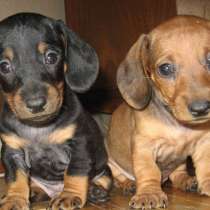 ПРОДАМ Щенков таксы, в Симферополе