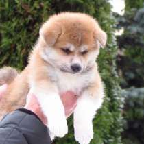 Щенок японская акита ину доставка, в г.Витебск