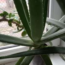 Алоэ вера от 5 лет, в Краснодаре