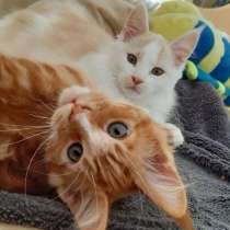 Продажа котята мейн-куна, в г.Burgkirchen an der Alz