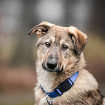Волчонок Добби, в Мытищи