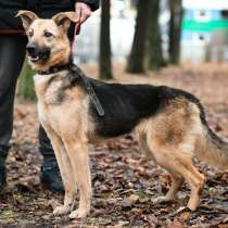 Очень умная собака, в Санкт-Петербурге