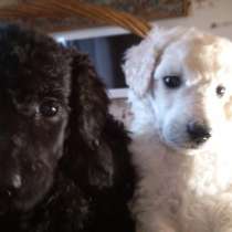 щенков большого пуделя, в Орске