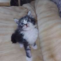 Мейн куны, в Екатеринбурге