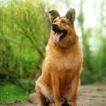 Хороший рыжий пес, лучший друг человека, в Санкт-Петербурге