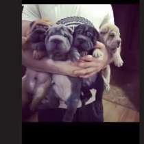 Шарпей, в Владикавказе