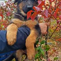 Щенки немецкой овчарки, в г.Жабинка