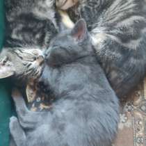 Котенок в добрые руки, в г.Макеевка