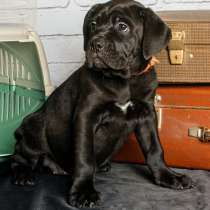 Кане - Корсо. Black girl's, в г.Берлин