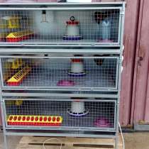 Брудер от 1 до 4 ярусов, в Москве