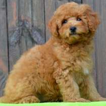 Пудель, в г.Abenberg