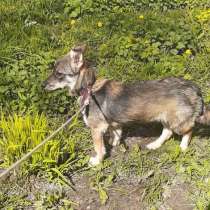 Маленькая собачка на коротких лапках, в Санкт-Петербурге