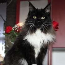 Продам кошечку породы Мейн кун, в Томилино