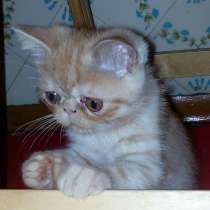 Шустрый, в Нижнем Новгороде