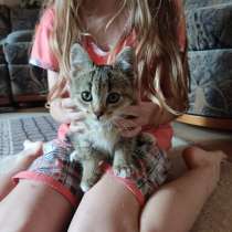 Шотландский котенок, в г.Могилёв