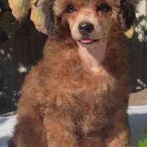 Той пудель, в г.Берлин