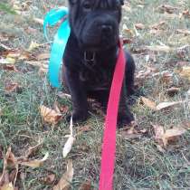 Продаются Шарпеи, в г.Тирасполь